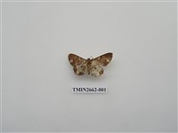 藏品(尺蛾199)的圖片